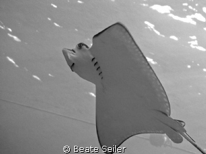 Spotted Eagleray, taken at ElQuadim Housereef with Canon G10 by Beate Seiler 